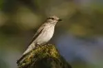 spotted flycatcher 1