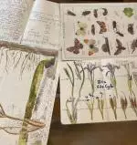 Nature Journaling 2024 image cropped 5/3