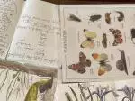 Nature Journaling 2024 image cropped 5/3 cropped 4/3