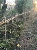 Hedge Laying Master Class | 11:00am - 1:00pm | Sep 6 image