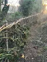 Muont Briscoe Layed Hedge 02a.JPG