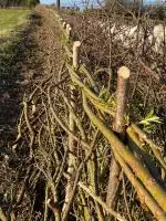 Layed Hedge Lo Res Mount Briscoe Orchard Field Blackthorn