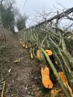 Mount Briscoe Layed Hedge 01.JPG