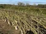 Layed hedge Mount Briscoe Spring 2025