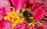 _DSC85mb bee in flower2 resized