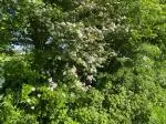 Hedgerow low Res full bloom Cave Field Mount Briscoe