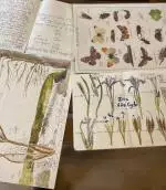 Nature Journaling 2024 image
