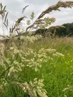 Hedgerow & Peotry Walk Sat and Sun
